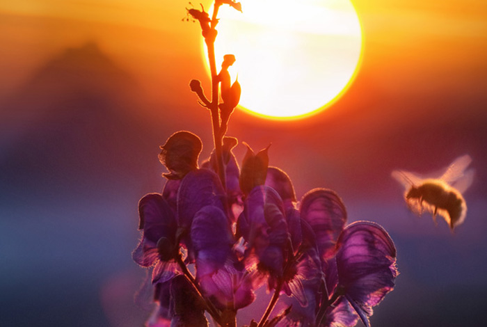 L'effet FLO - FLO 96.5