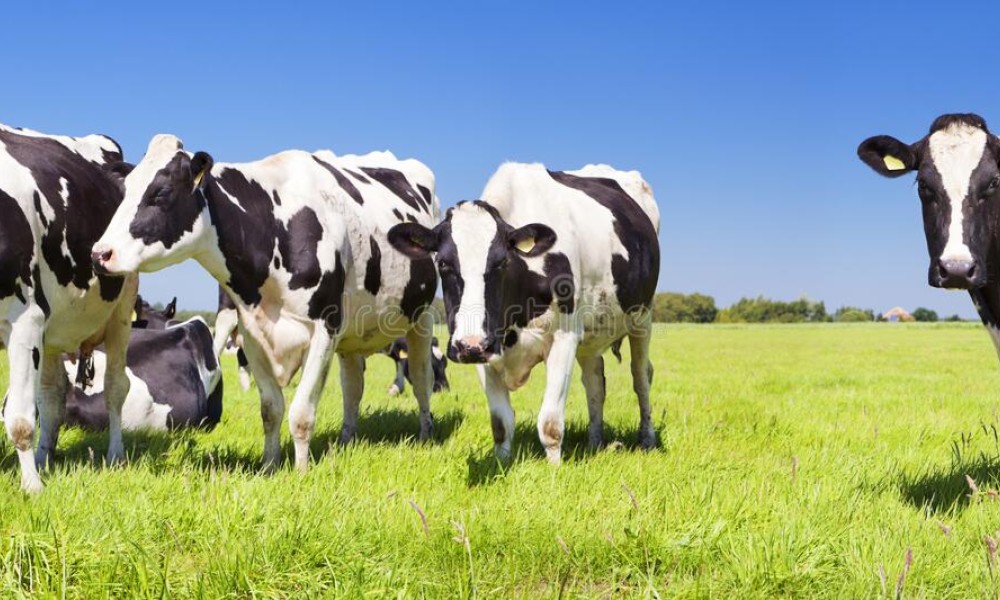 Les producteurs laitiers affectés par la grève chez Agropur