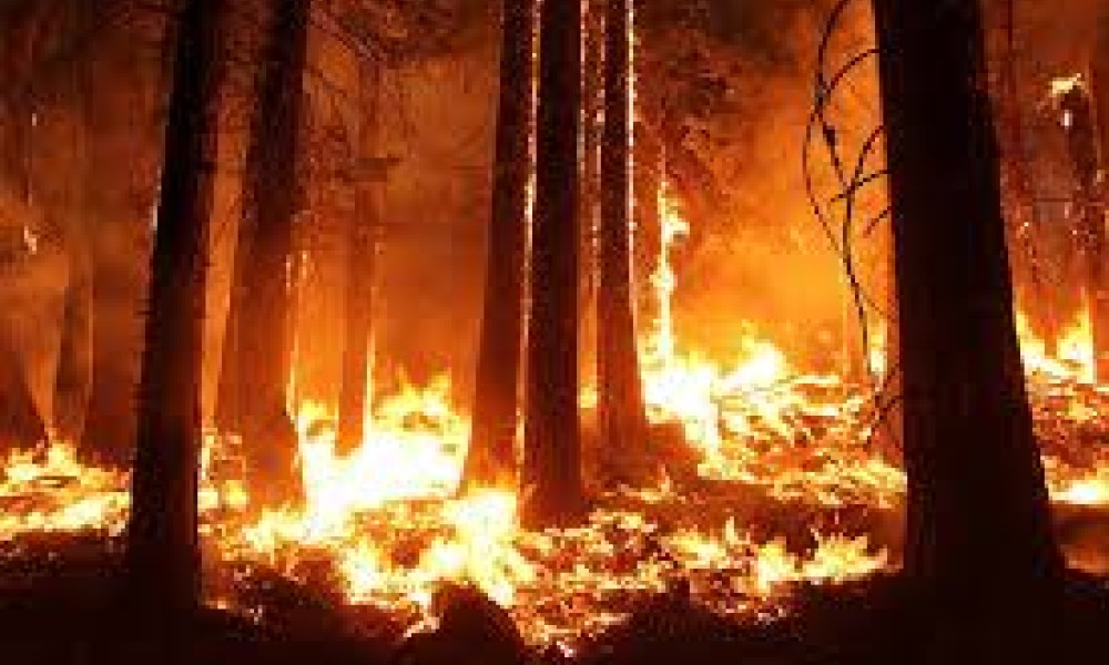 Recommandations à suivre en lien avec les feux de forêt